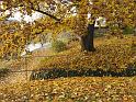 2009-10-29, Blätter (3)